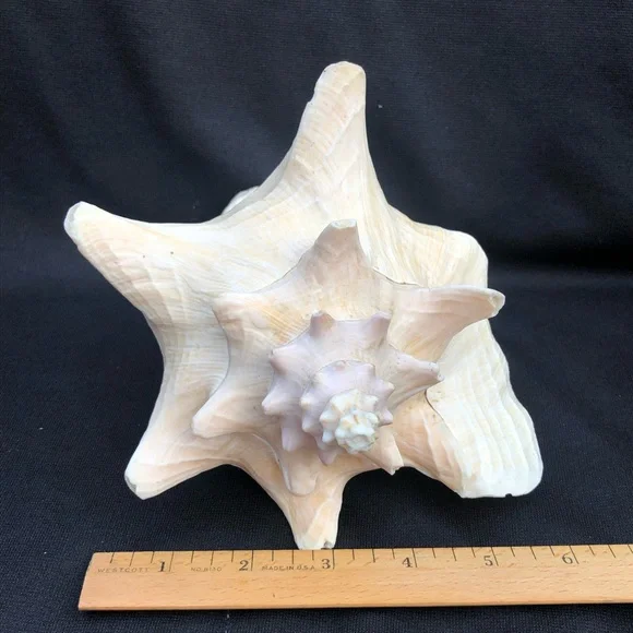Queen Conch Seashell Strombus Gigas Decoration Large 8” x 6 1/2”” - Picture 2 of 10